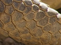 Close-ups in Nature 18