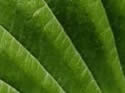 Close-ups in Nature 2