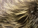 Close-ups in Nature 3