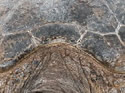 Close-ups in Nature 4