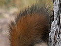 Close-ups in Nature 7