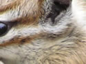 Close-ups in Nature 9