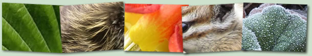 Close-ups in Nature Banner