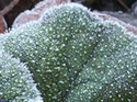 Close-ups in Nature 1