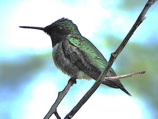 Hummer