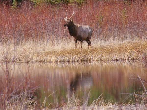Elk in the Willows by the River