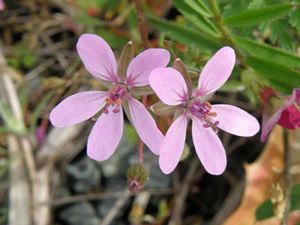 Herb-robert, Geranium robertianum