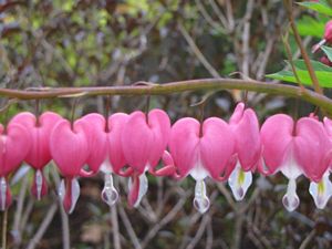 Bleeding Hearts