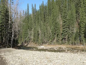 Spring Time by the Creek 