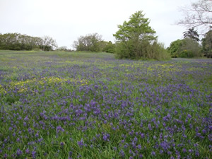 Field of Camas