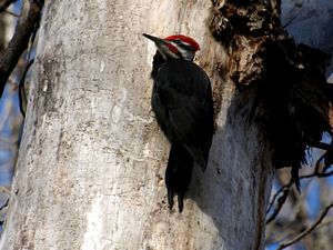 Pileated Woodpecker, Dryocopus pileatus