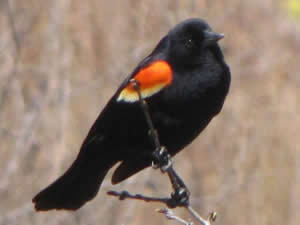 Red-winged Blackbird, Agelaius phoeniceus 