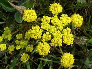 Spring-gold, Lomatium utriculatum 