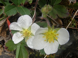 Woodland Strawberry Flowers