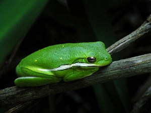 Green Tree Frog