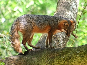 Gray Fox, Urocyon cinereoargenteus