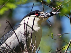 Black-crowned Night-Heron, Nycticorax nycticorax