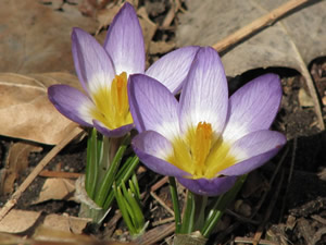 Crocus