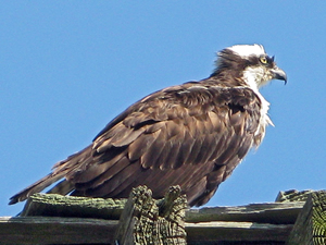 Osprey, Pandion haliaetus