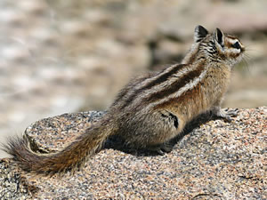 Chipmunk on the Rocks