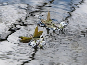 Floating Blossoms