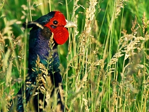 Black Pheasant