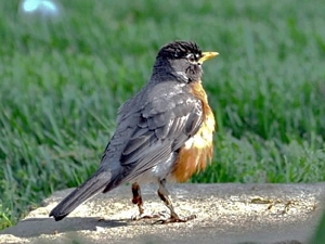 American Robin, Turdus migratorius