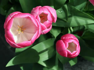 Tulips