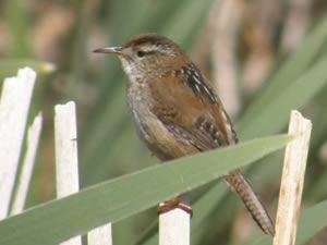 Marsh Wren