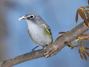 Blue-headed Vireo