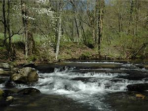 Dogwood and Brook 