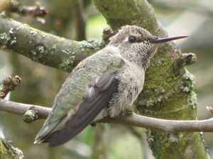 Anna's Hummingbird