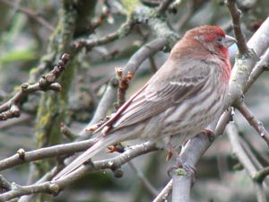 House Finch