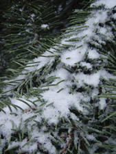 Snow on Spruce