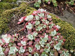 Broad-leafed Stonecrop