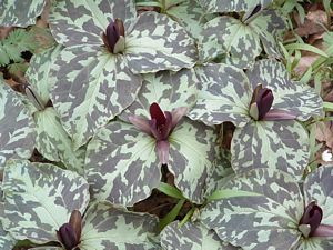 Trillium sessile