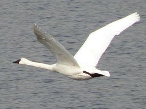 Trumpeter Swan