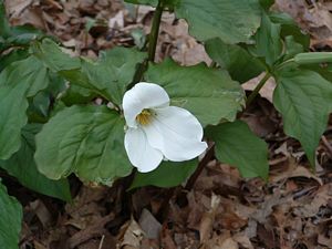 White Trillium