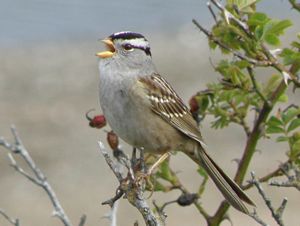 White-crowned Sparrow