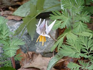 White Trout Lily