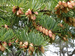 Young Cones