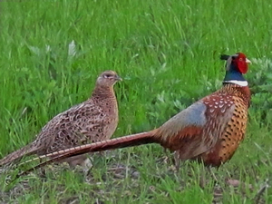 Ringneck Pheasants 