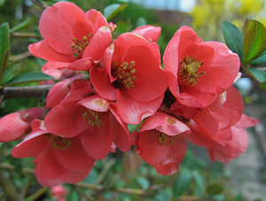 Quince Blossoms 