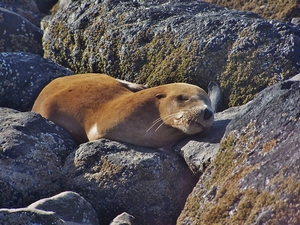 Sleeping Steller Sea Lion, Cannon Beach, OR