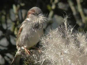 Sparrow with Fluff for its Nest