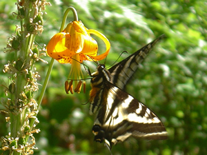 Wild Tiger Lily and Butterfly