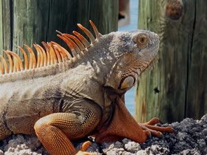 Iguana in the Florida Keys