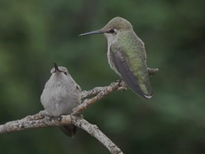Juvenile Anna's Hummingbirds