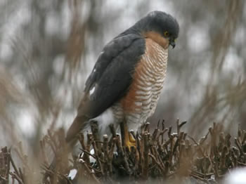 Male Sparrow Hawk