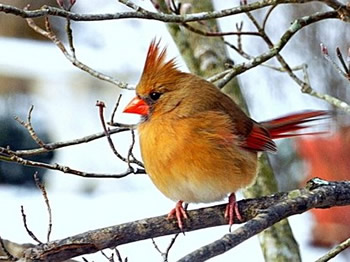 Female Northern Cardinal 